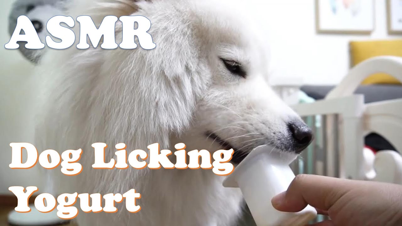 ASMR My Dog Licking Yogurt ~ Yummy Yummy | Xiaoxiao The Samoyed