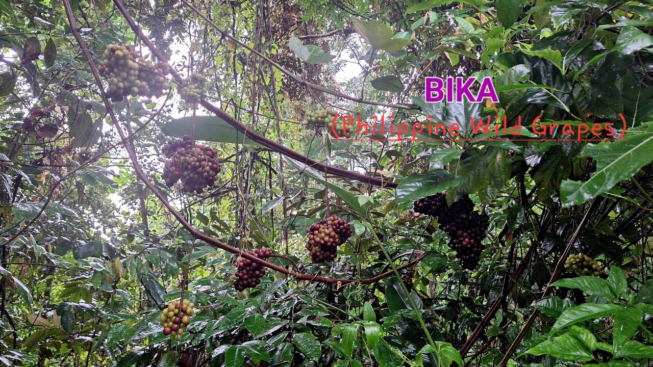 BIKA - Harvesting Philippine Wild Grapes 🍇 Turn it into a Delicious Jam