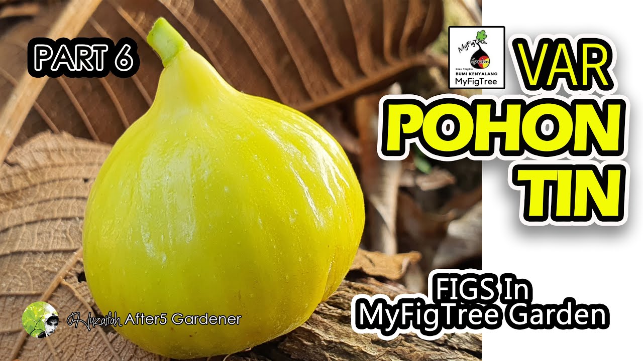 Buah Pohon Tin/Fig's Fruit (Malaysia) PART 6
