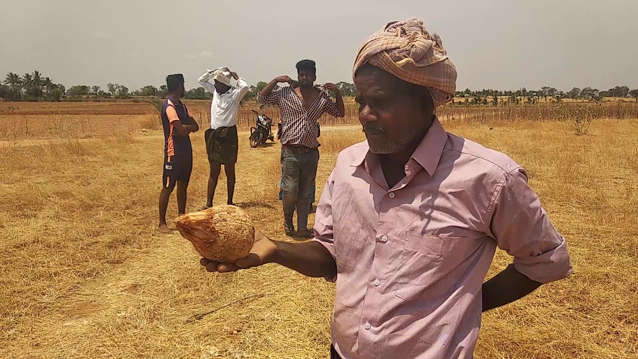 Finding groundwater using coconut in my land
