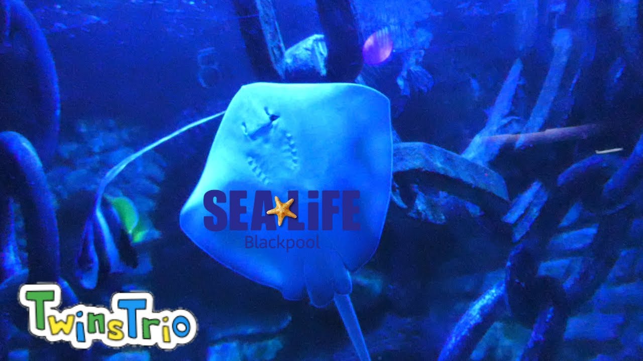 Sealife Blackpool - 14/02/2022
