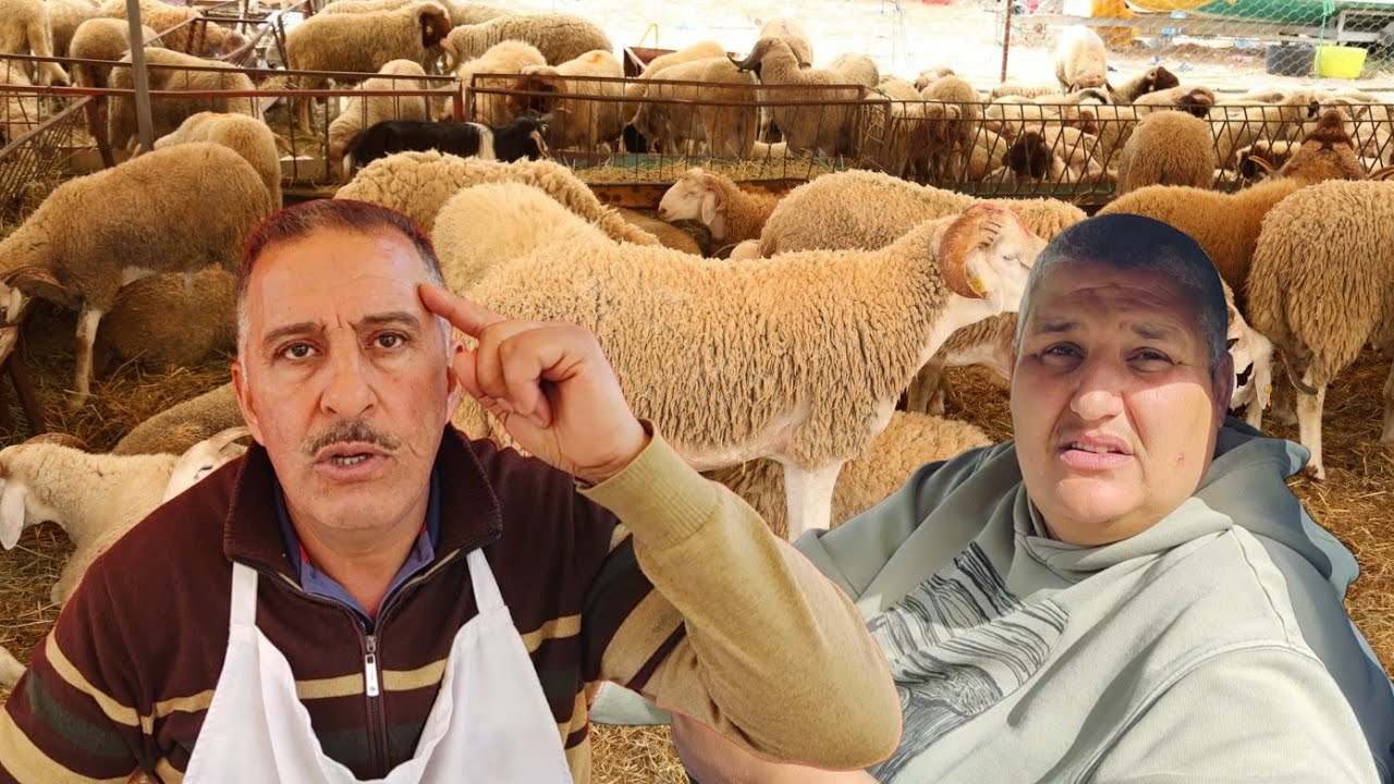 اشهر تاجر اللحوم يوضح سبب ارتفاع اللحوم و المواشي ... ( موحي غاضب ..) 