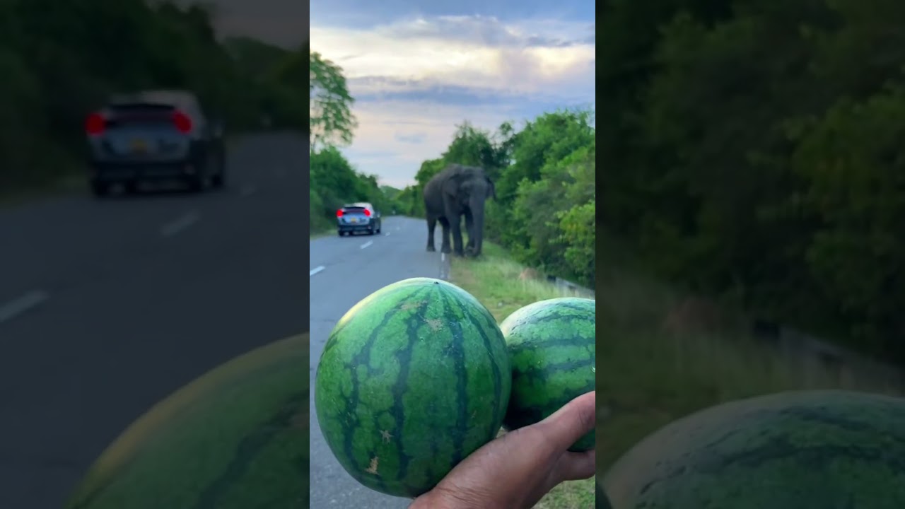 Kind Boy Feeds Wild Elephant | Heartwarming Moment!  🇺🇸 🐘❤️.#ElephantLovers #USA #WildElephants