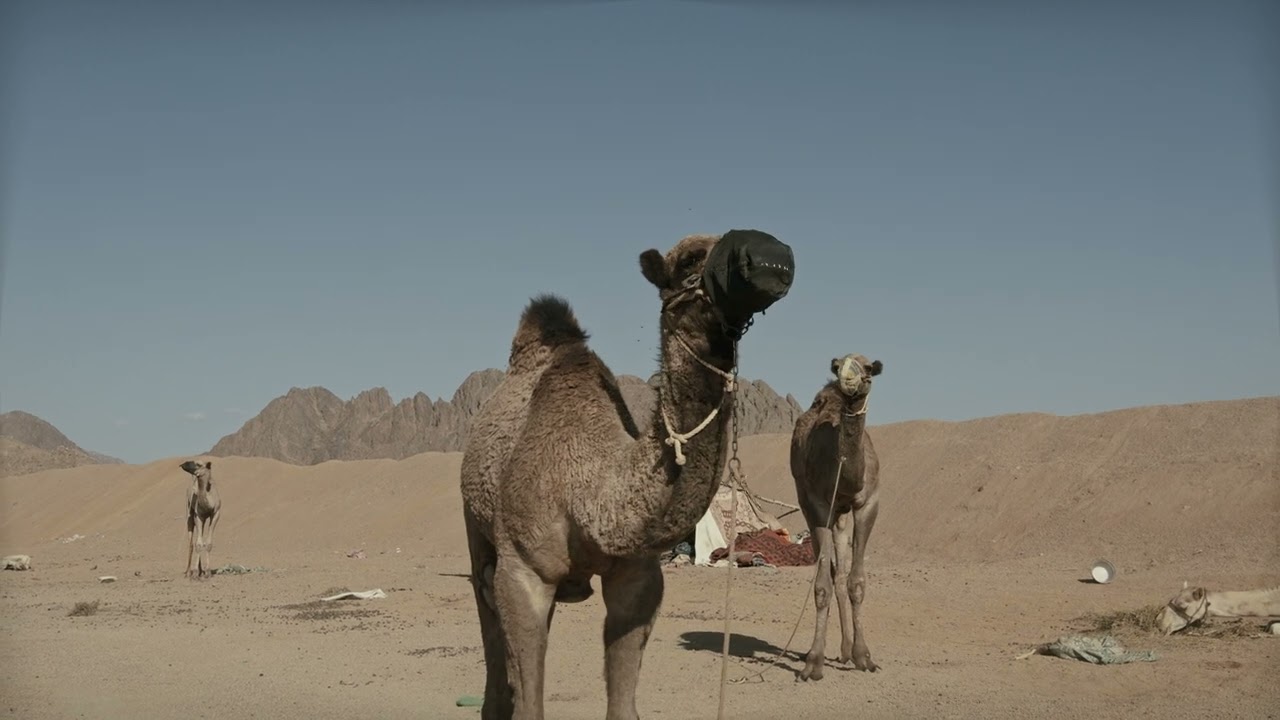 No copyright Egyptian camel in desert video | Animals Stock Footage