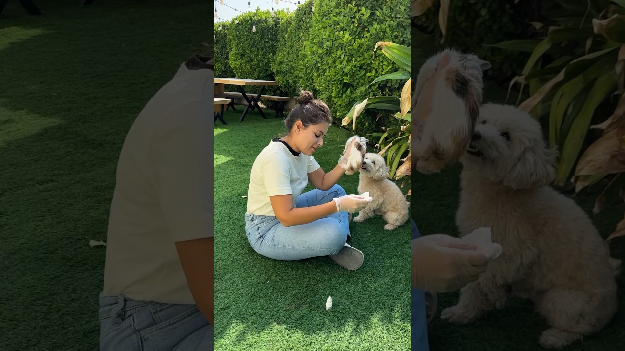 درس في الحب والحنية 🥹♥️رحبوا ببنتنا  الجديدة ( ديما 😻)#مينا_الشيخلي #catlover #cat #