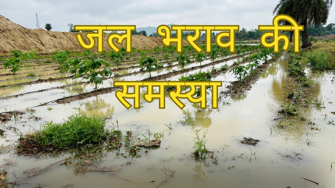 जलभराव से हुआ फसल बर्बाद।फ़सल को कैसे बचाए॥