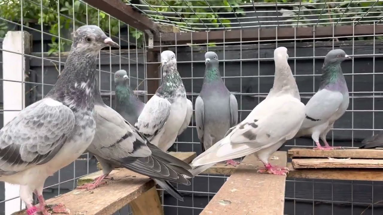 English Tipplers Informative video for beginners in punjabi