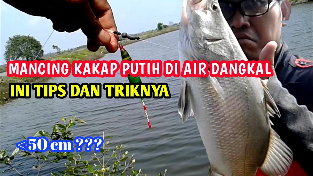 Trik mancing kakap putih di air dangkal
