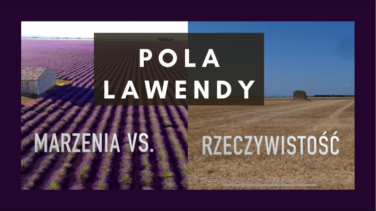 Pola Lawendy w Prowansji jak to jest naprawdę ?!