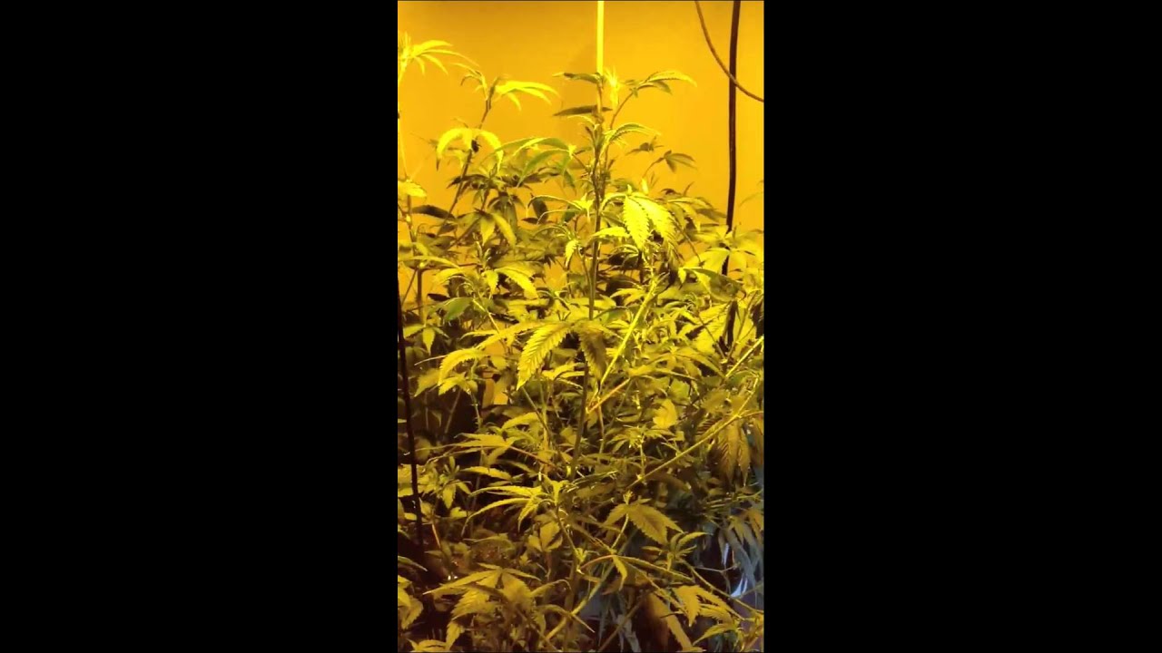 1st Choice San Bernardino Medical Marijuana Grow Facility