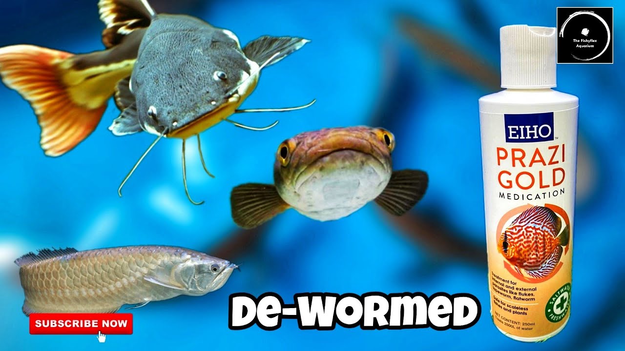 Deworming the Arowana,red tail cat fish and gan aara snake head fish | The Fishyflex | [FHD Video]