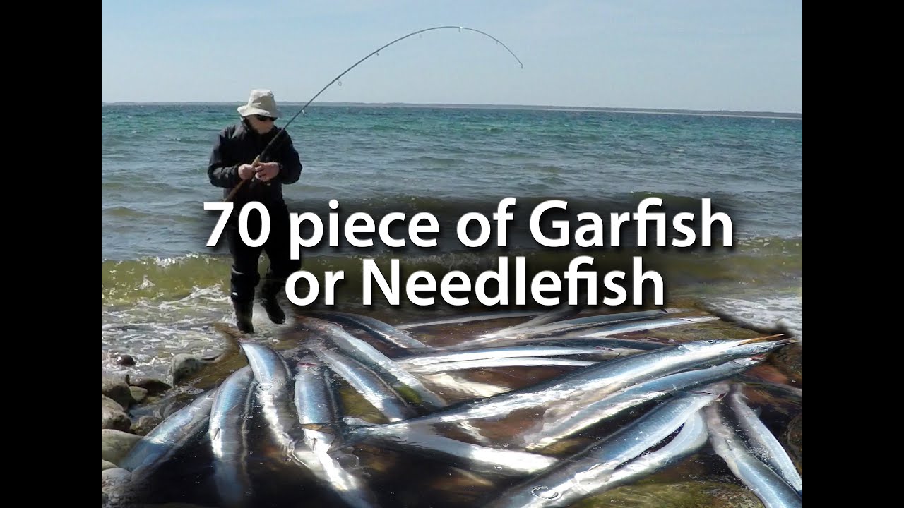 How to catch lot of fish. Fish on every throw again ! Garfish Näbbgädda Horngädda