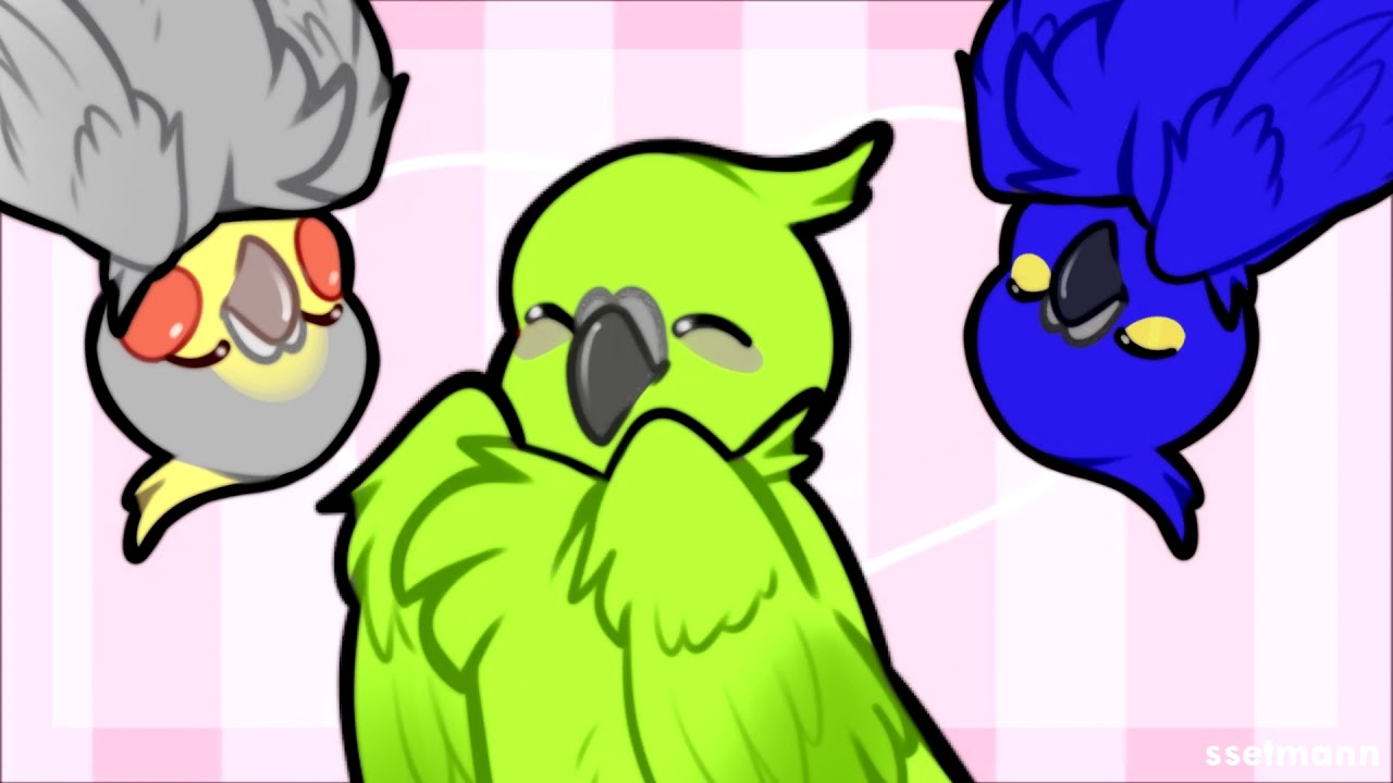 &hearts; wholesome parrots dancing &hearts;