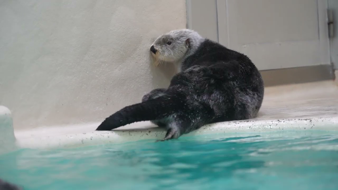 ラッコ メイちゃん キラちゃん グルーミング 毛づくろい 【鳥羽水族館】