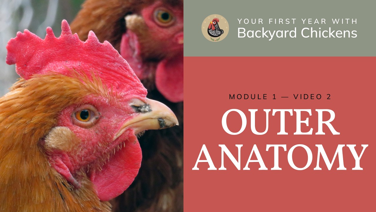 M1 V2 About Chickens: Outer Anatomy