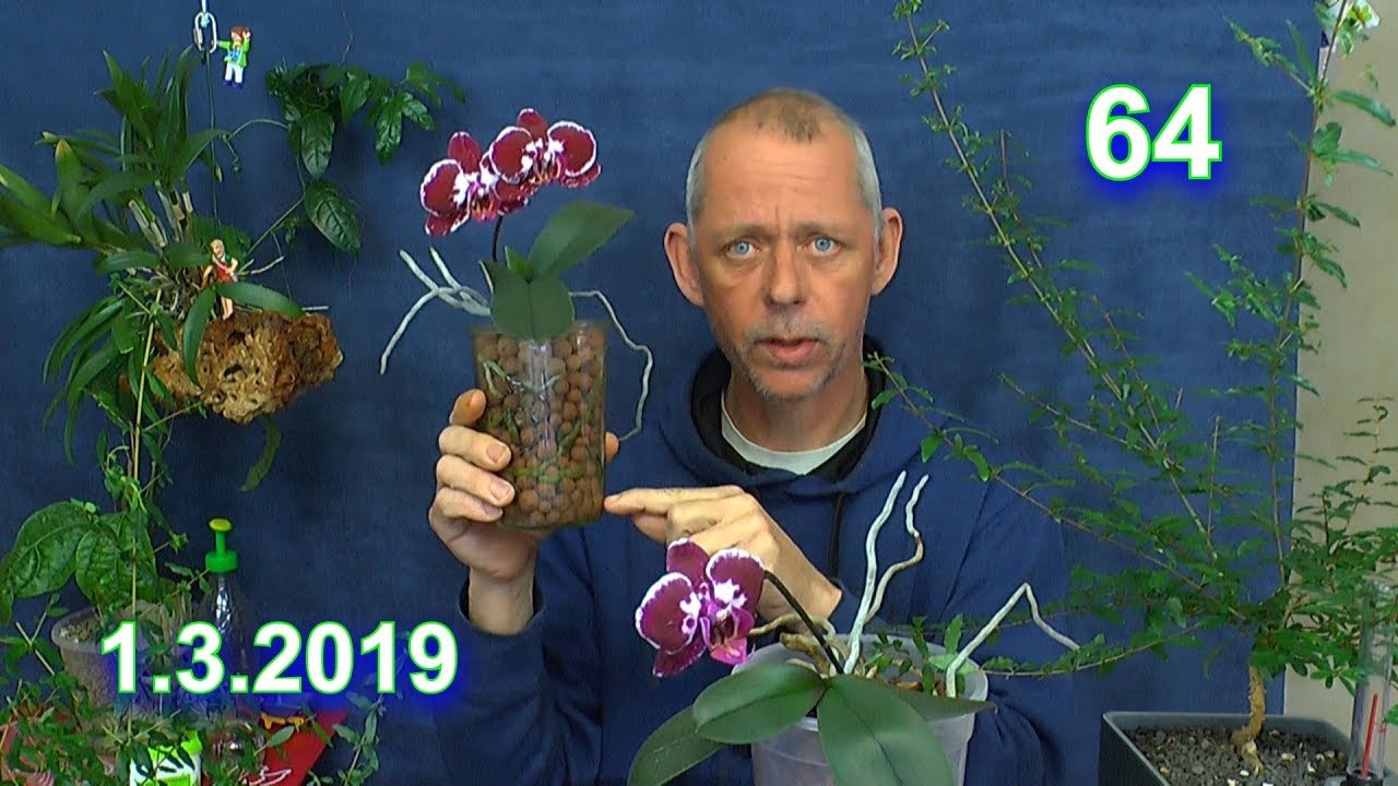 Phalaenopsis Wurzelschnitt, umtopfen und Vermehrung durch Kopfsteckling der Orchidee