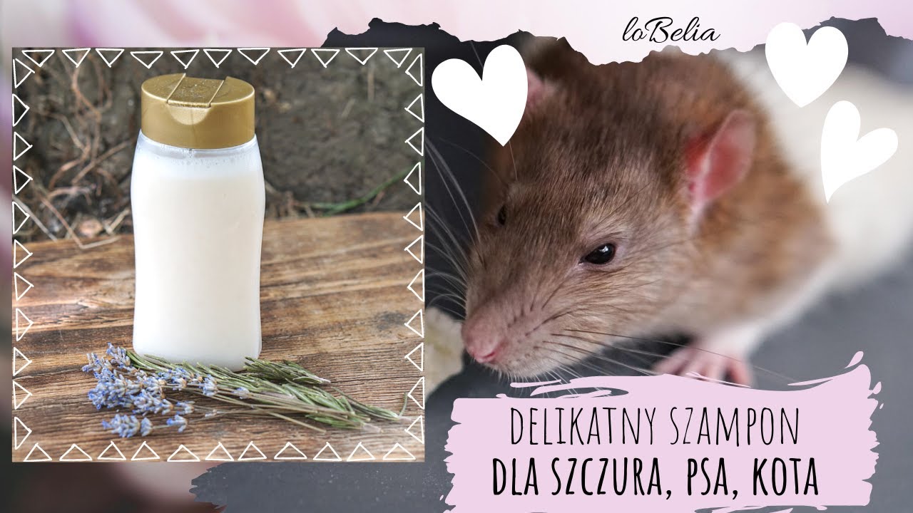 Jak wykonać szampon dla psa, kota i szczura? Szampon z rozmarynem, aloesem i alantoiną dla zwierząt.