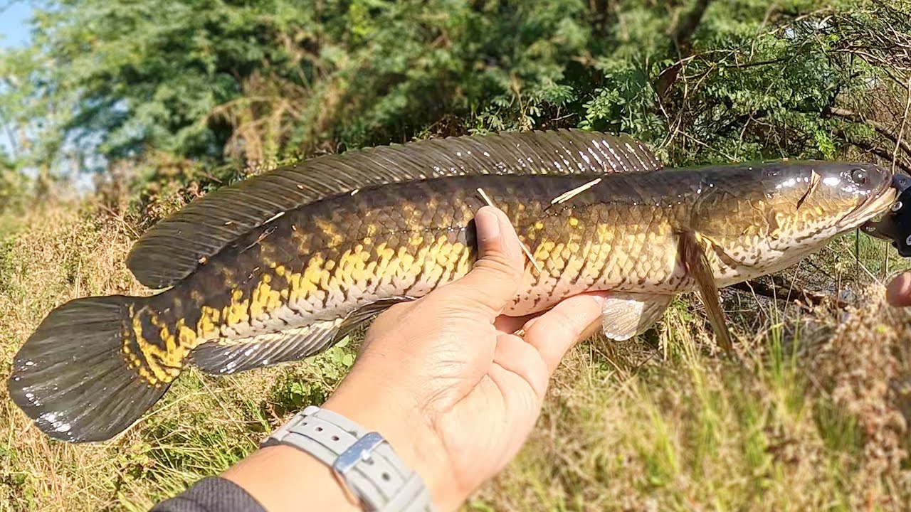 Best Lures for Snakehead Fishing (What Really Works)
