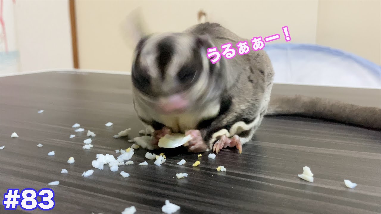 フクロモモンガに茹で卵を食べさせたら大惨事になった・・