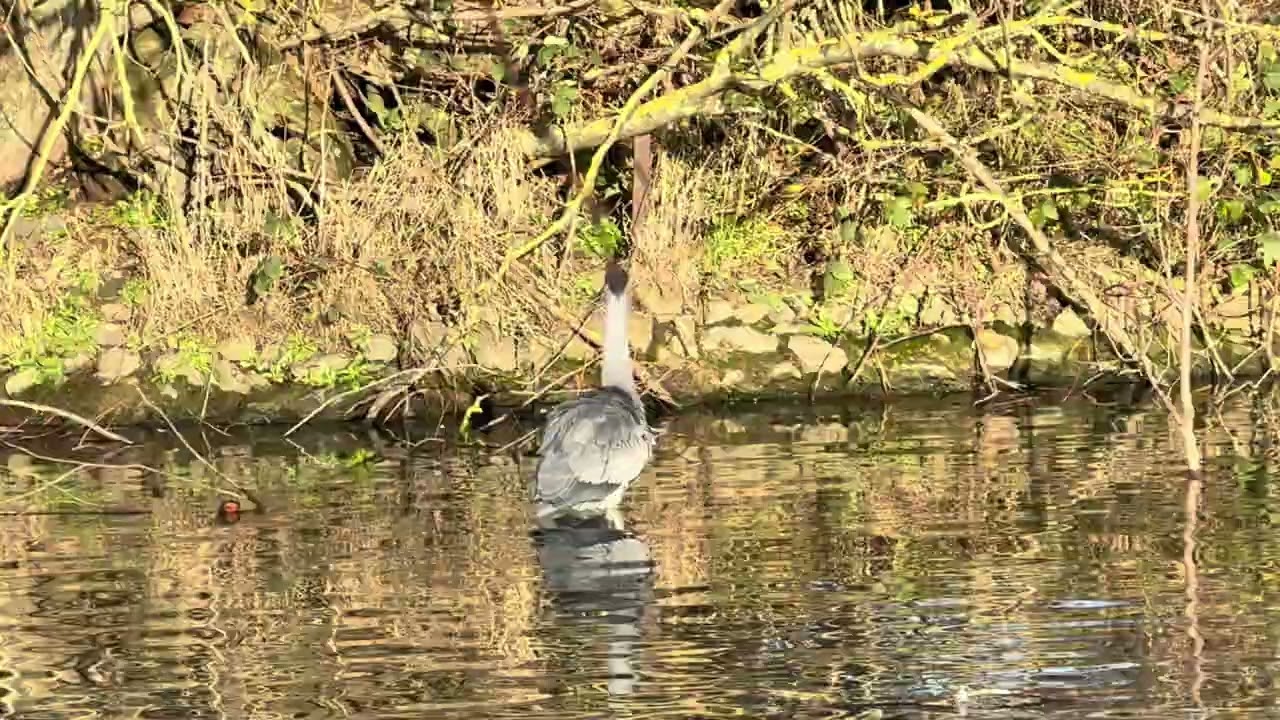 A Majestic Grey Heron