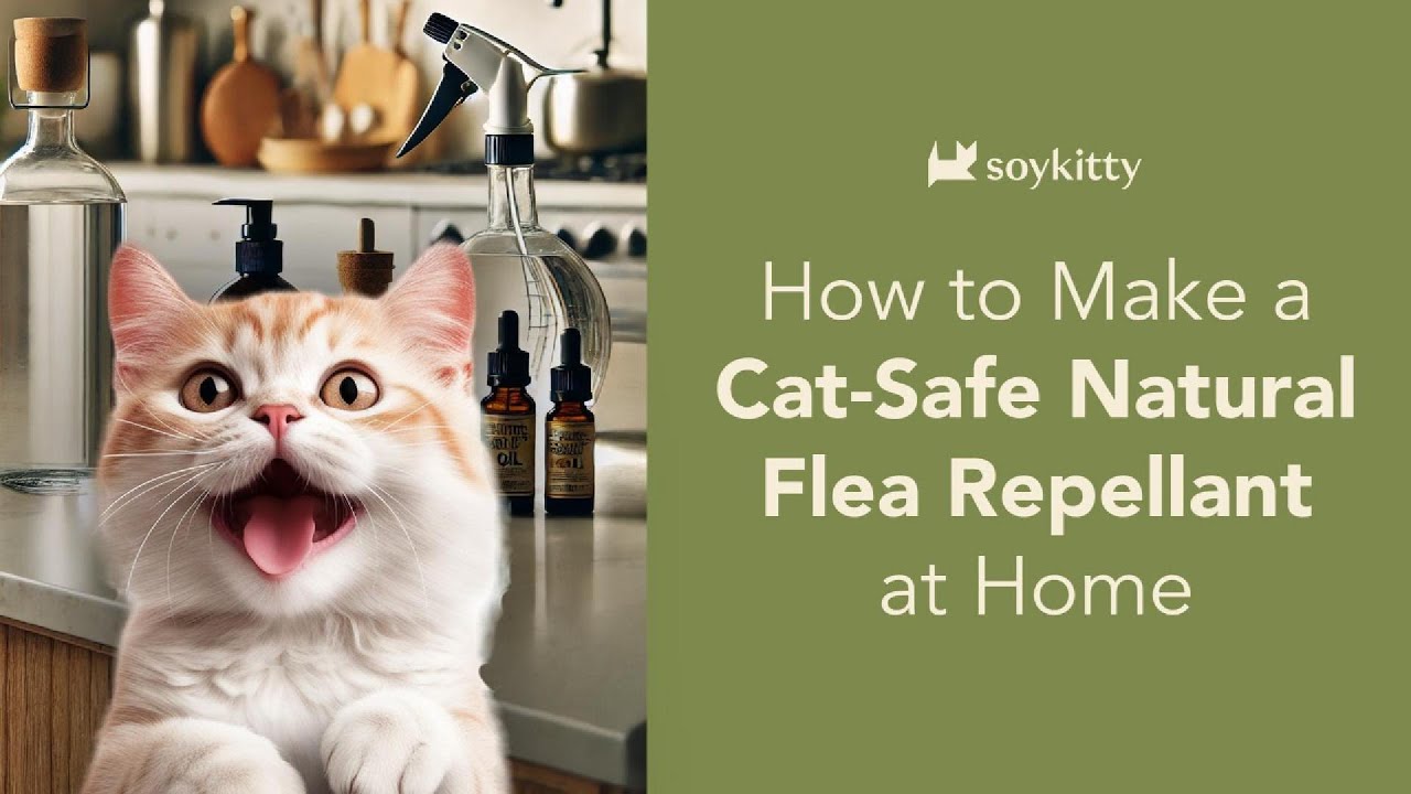 How to Get Rid of Fleas on Cats Naturally (Easy Homemade Spray!)