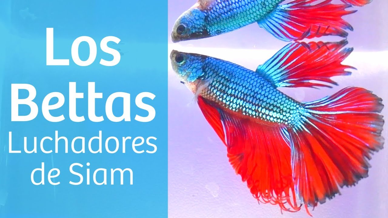Betta · Descubre al pez luchador de Siam