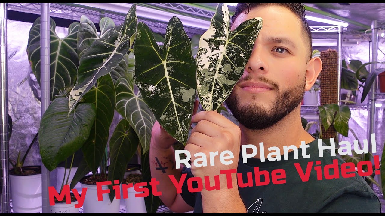 Rare House Plant Unboxing + My First YouTube Video + Variegated Alocasia Frydek