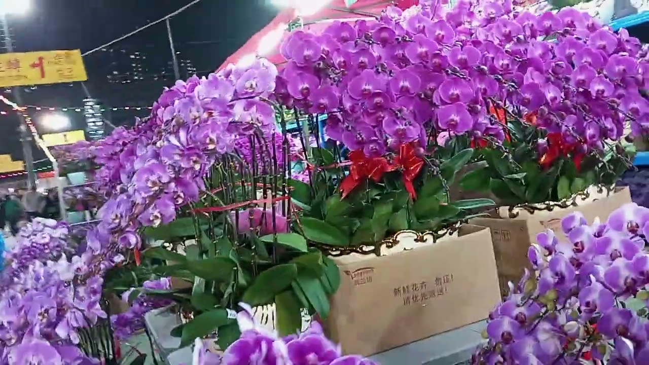 #orchid presyong gold 