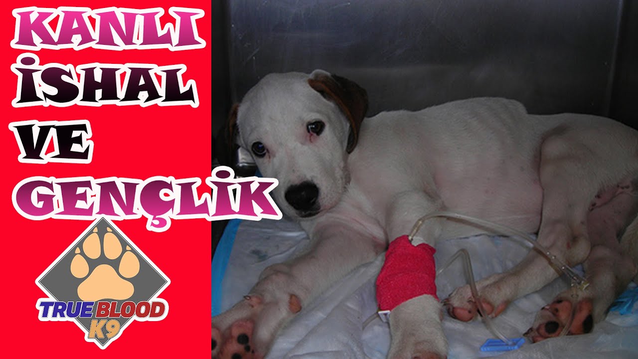 KÖPEKLERDE KANLI İSHAL VE GENÇLİK HASTALIĞI
