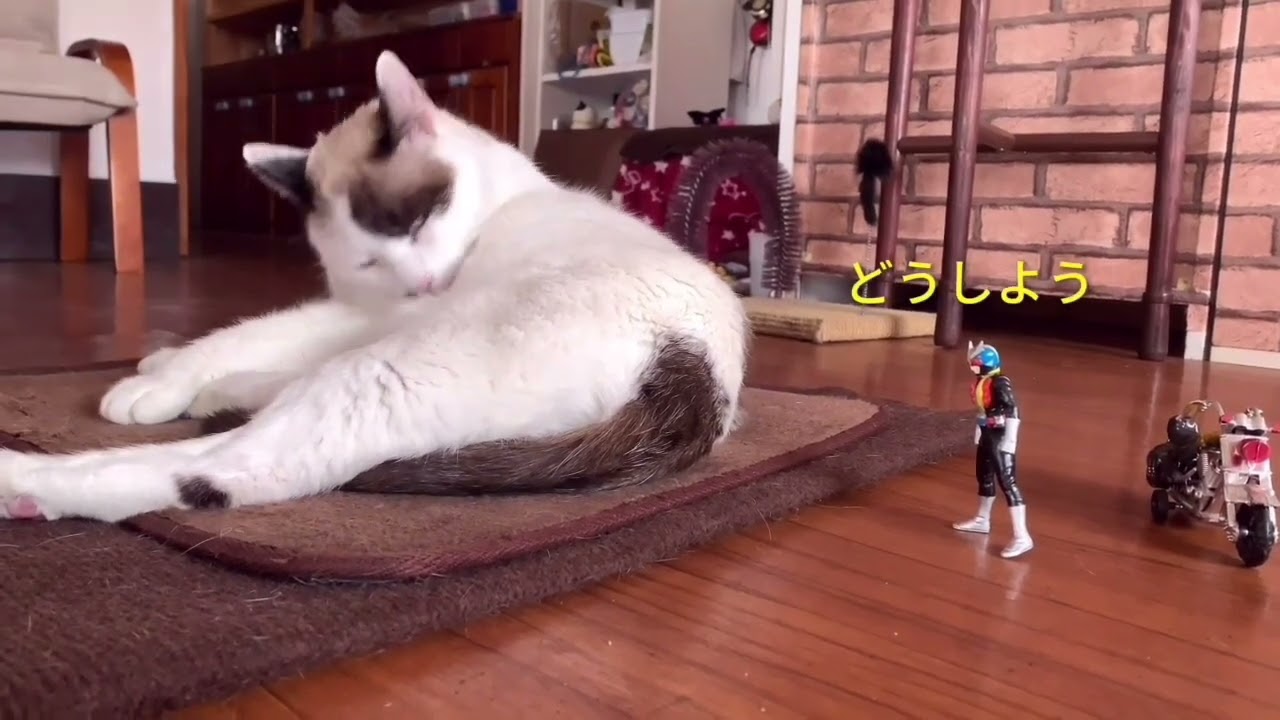バイク男　VS    クウちゃん