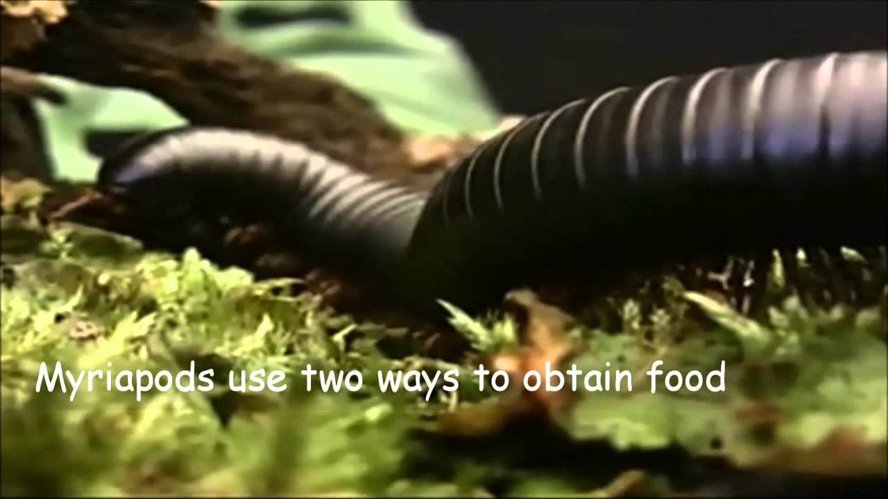 Insects and Myriapods