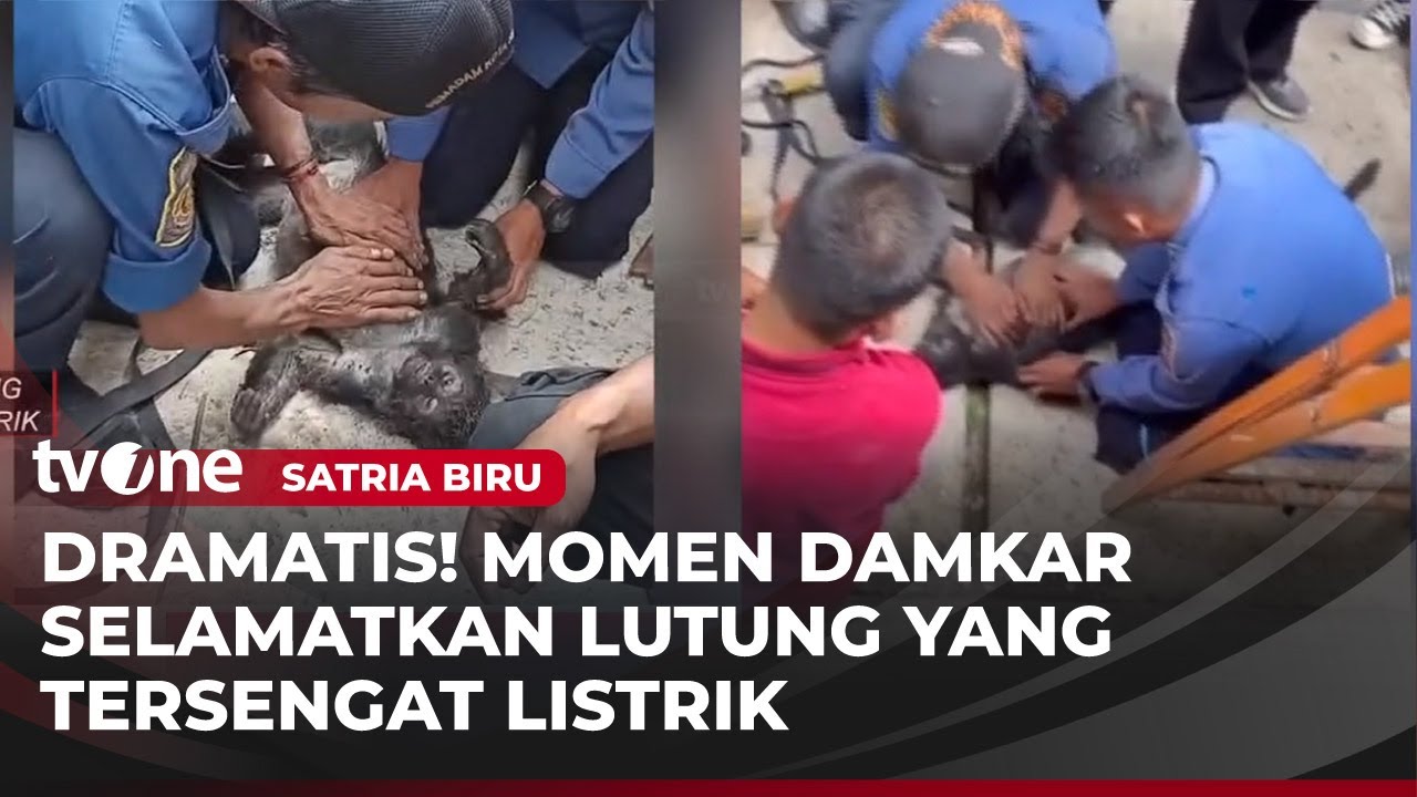Damkar Evakuasi Seekor Lutung yang Tersengat Listrik | Satria Biru tvOne