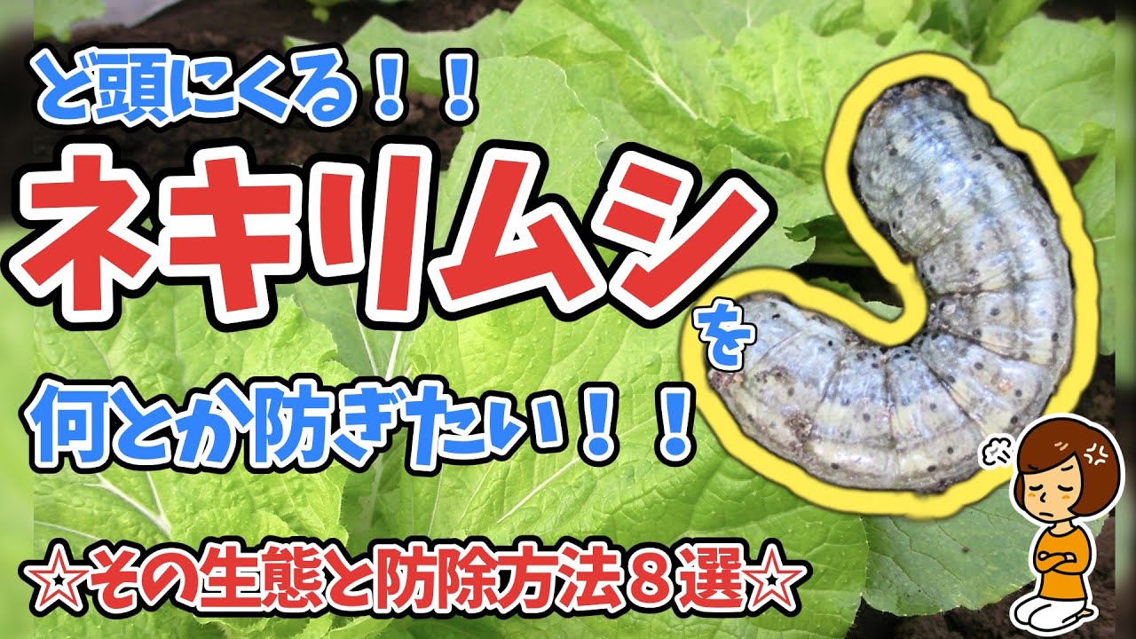 許さん！！ネキリムシ！！　この時期苗がやられていく【生態】と【防除方法】８選【苗の植え時】