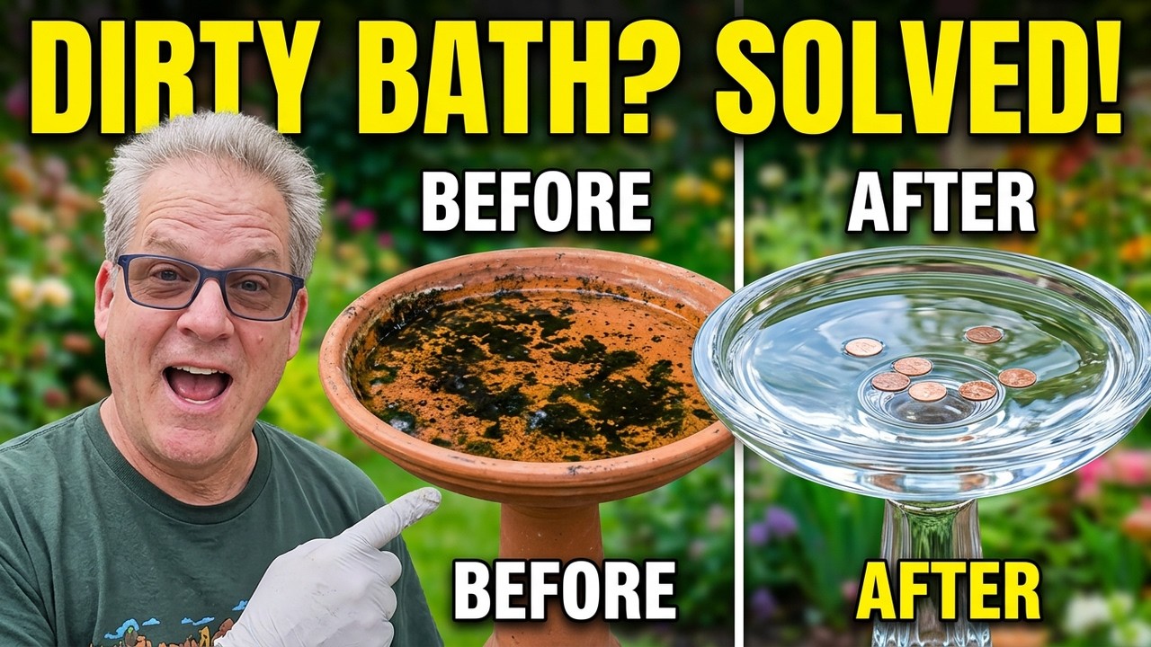 Easy Bird Bath Cleaning Trick You Need to Try