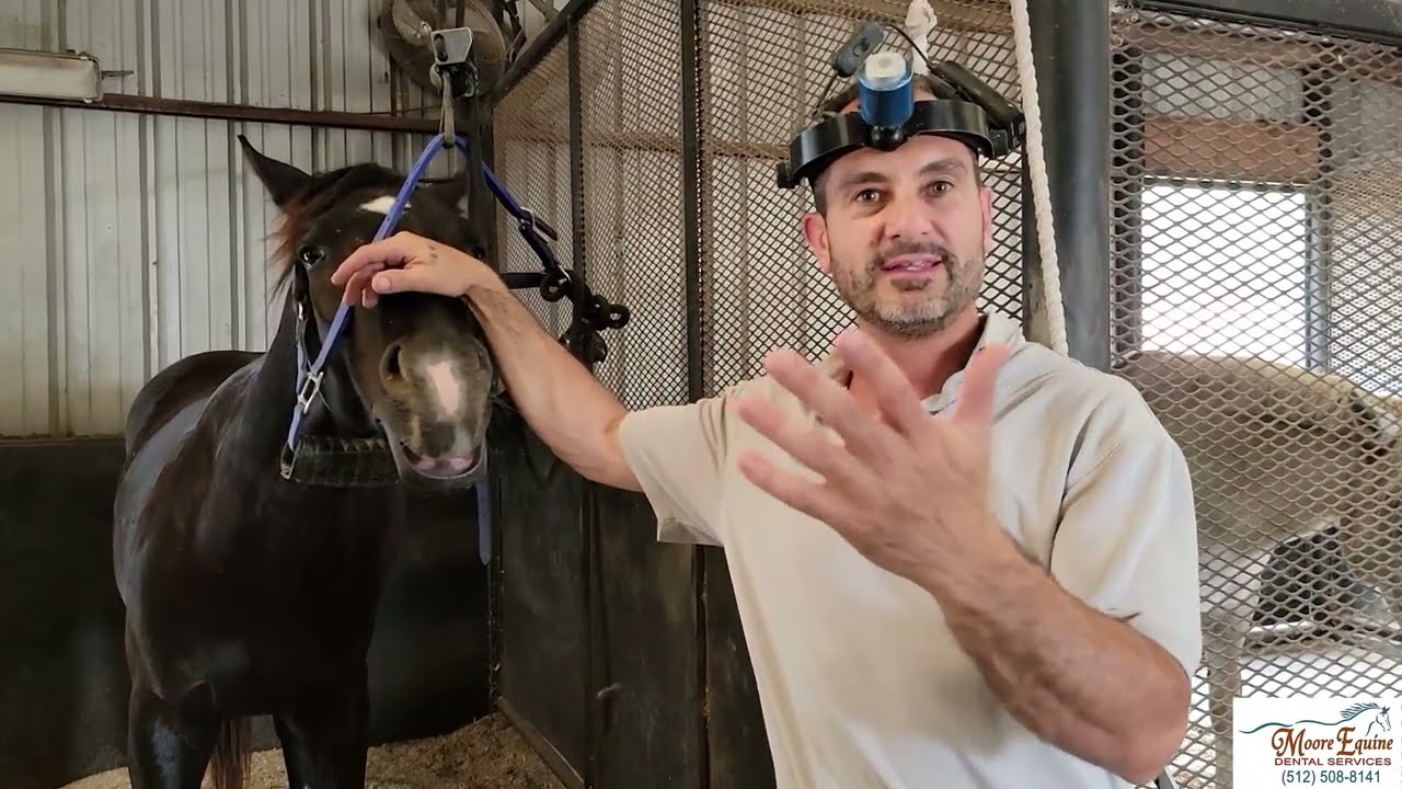 How to correct early incisor problems in horses