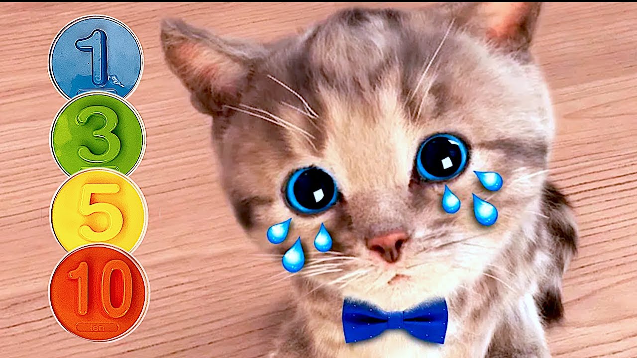 Animated Little Kitten REAL CATS Adventure Preschool and kindergarten learning Cartoons for Kids😻