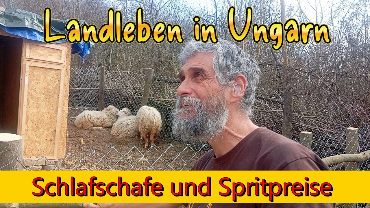 Schlafschafe und Spritspreise in Ungarn Landleben in Ungarn