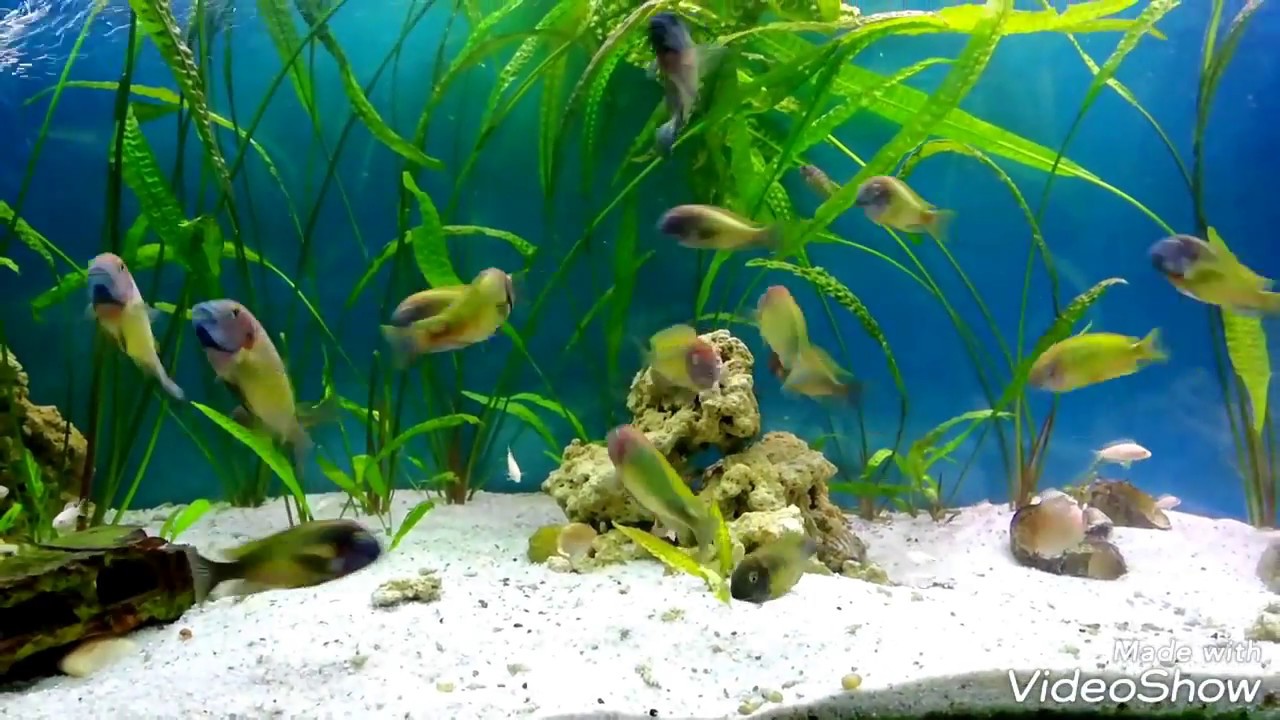 Tropheus Nkonde bright yellow