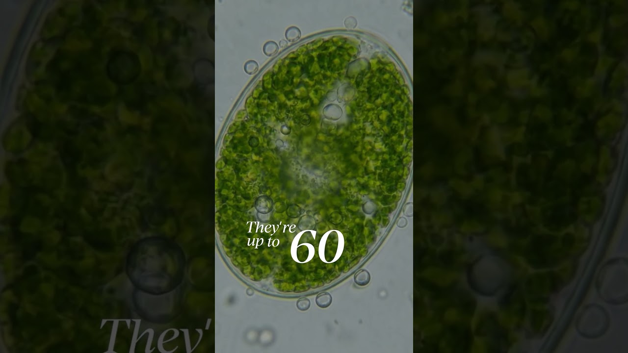 Scientists Created 'Liquid Trees' and they're 60X More Efficient at Producing Oxygen!