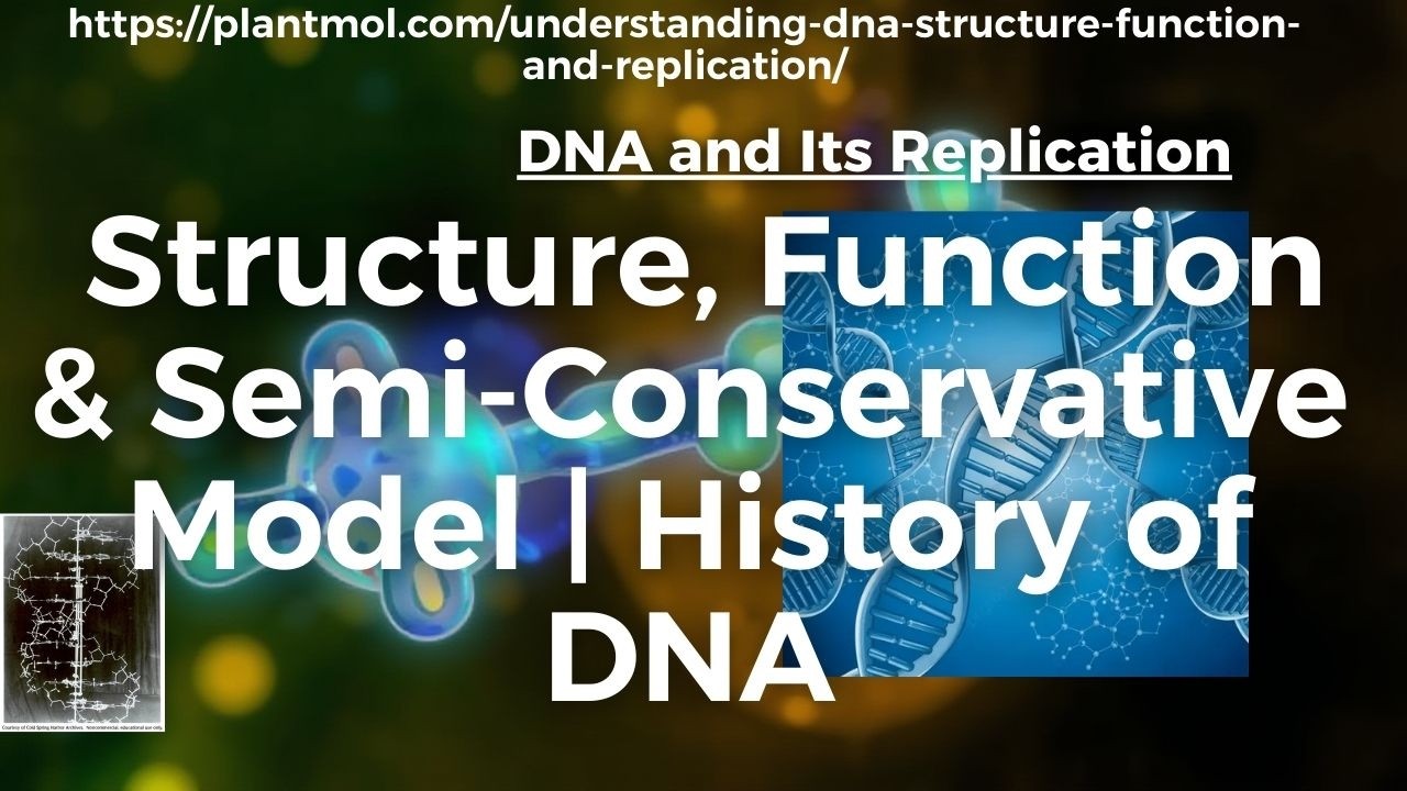 DNA and Its Replication | Structure, Function & Semi-Conservative Model | History of DNA