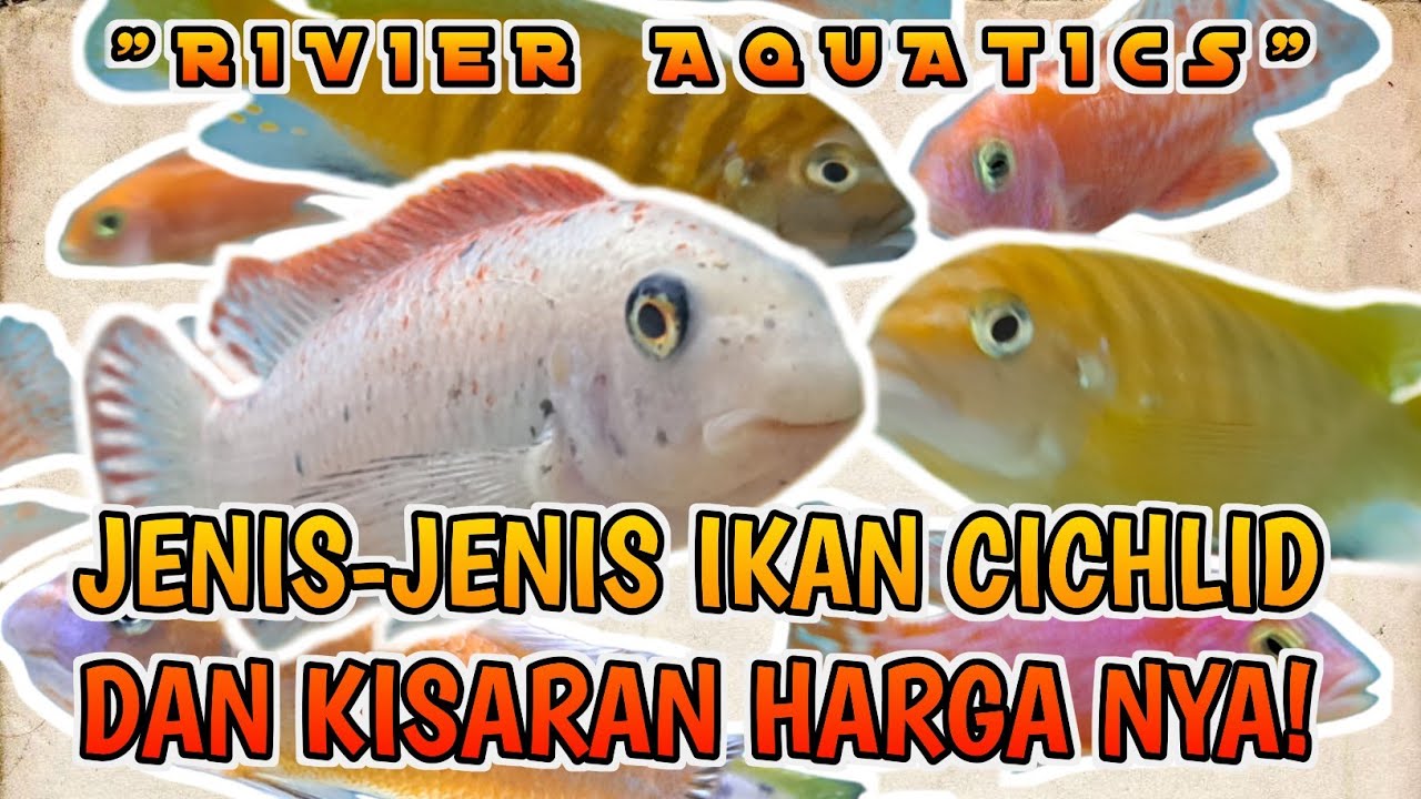 JENIS JENIS IKAN CICHLID DAN  HARGANYA DI GALLERY RIVIER AQUATICS❗️MALAWI, TANGAYIKA, VICTORIA......