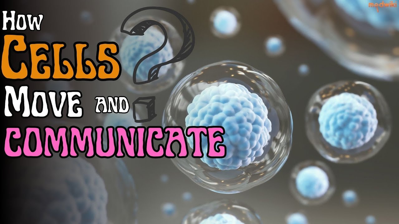 How Cells Move and communicate ?