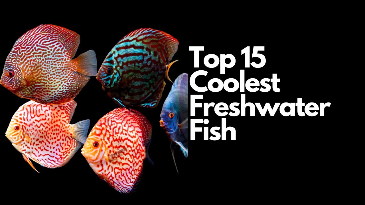 15 самых крутых пресноводных рыб 🐠