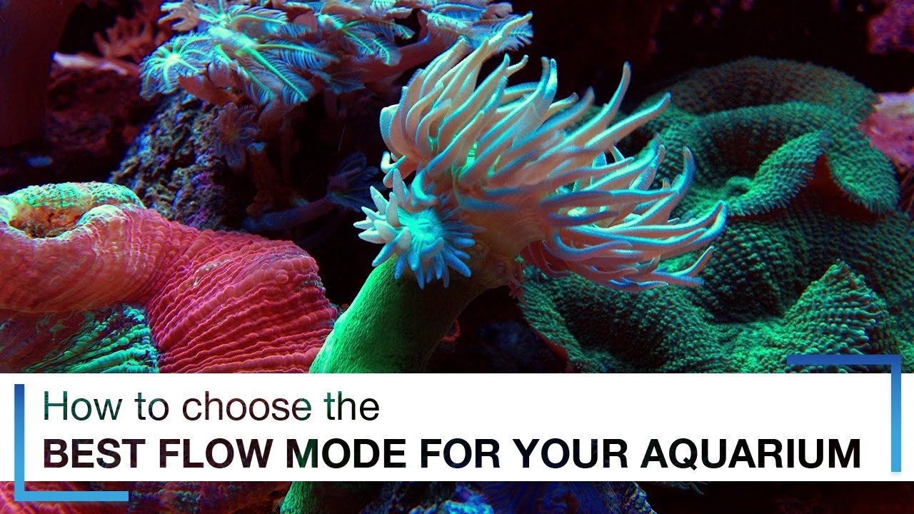 How to Choose the Best Flow Mode for Your Aquarium Wave Pumps