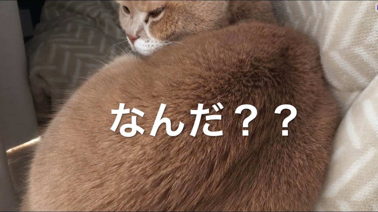 猫をただただ見守る動画　猫の寝る姿、座る姿、鳴き声をのんびり楽しんで！26年2月3日