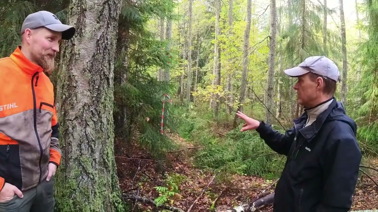 Lehdon kunnostus: Metsurin kommentteja