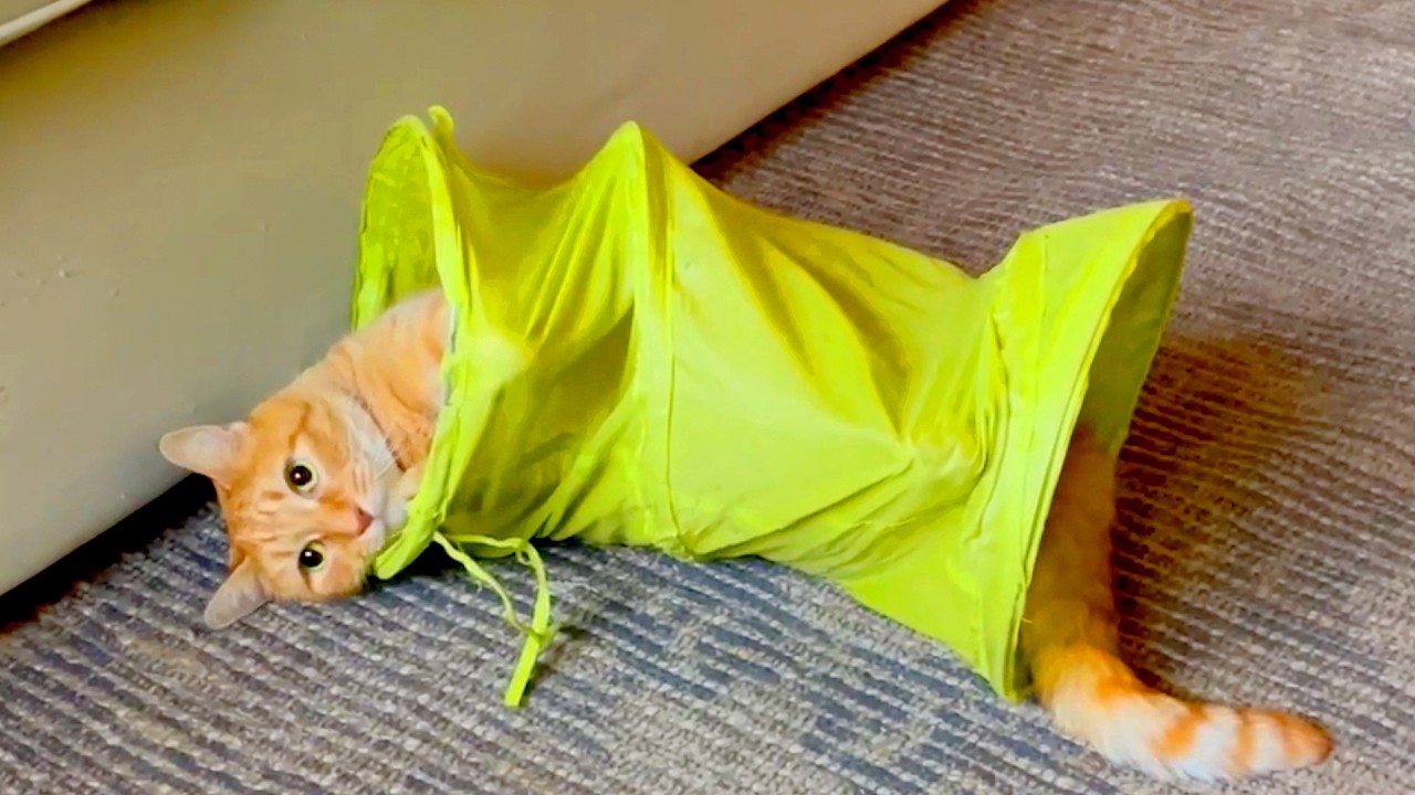 Typical Orange Cat Behavior 🙄 | Funny Cat Fail Compilation