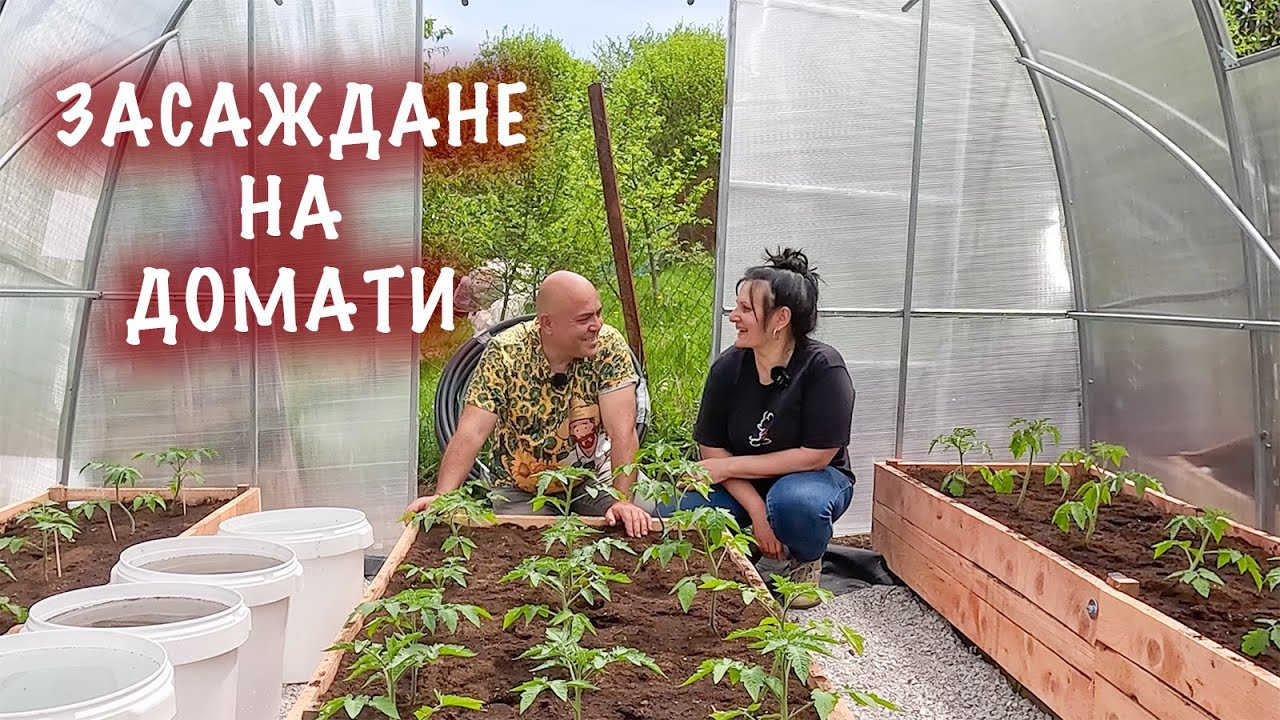 Засаждане на домати в повдигната леха в оранжерия.