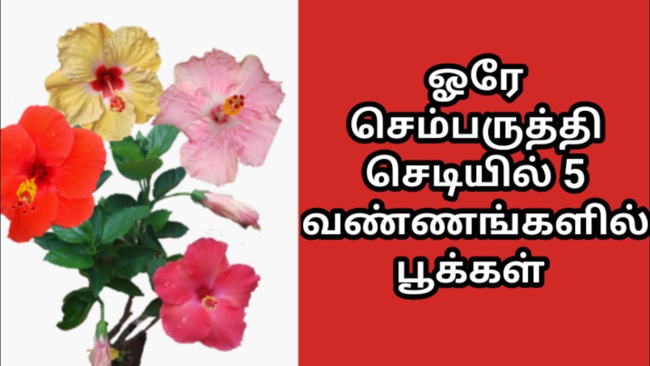 ஒரே செடியில் 5 கலர் செம்பருத்தி பூ | multiple colour hibiscus grafting single plant