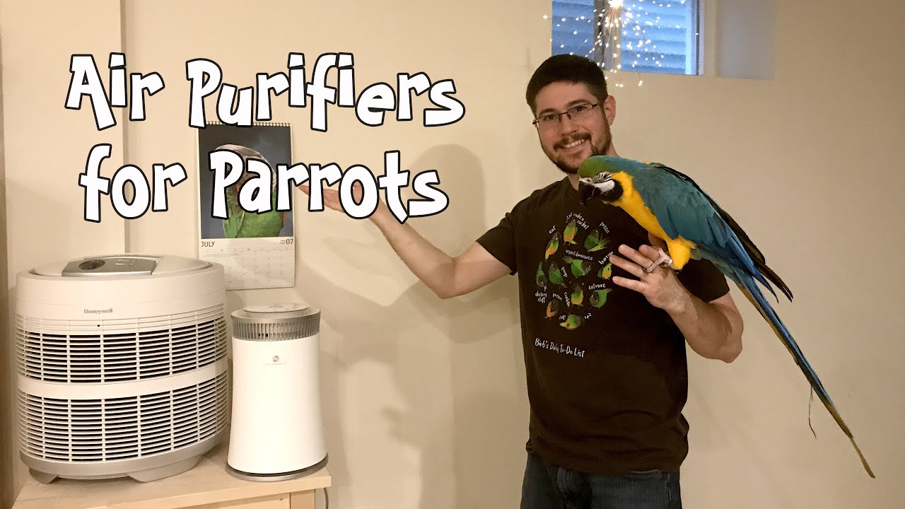 Очистители воздуха и попугаи